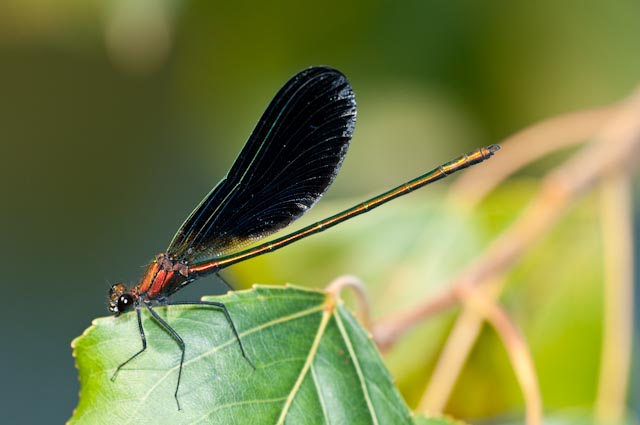 odonato 10: ibrido di Calopteryx?